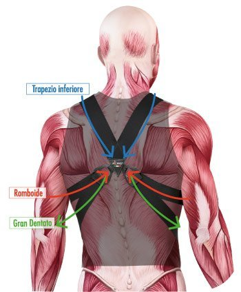 La maglia posturale K1, tramite il sistema B.A.C.K. (Back Active Correction Keeper), genera forze applicate in determinati punti, che mimano l’azione della muscolatura degli estensori del tronco.